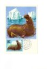 BC61935 Morse Walrus Animaux Animals Maximum Carte Maxima Perfect Shape 2 Scans - Other & Unclassified