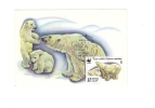 BC61937 Ours Bear Animaux Animals Maximum Carte Maxima Perfect Shape 2 Scans - Bären