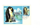 BC61936 Penguins Pingouins Animaux Animals Maximum Carte Maxima Perfect Shape 2 Scans - Pinguïns & Vetganzen