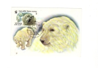 BC61938  Ours Bear Polar Animaux Animals Maximum Carte Maxima Perfect Shape 2 Scans - Orsi