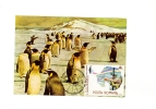 BC61944 Penguins Imperial Pingouins Animaux Animals Maximum Carte Maxima Perfect Shape 2 Scans - Pinguini