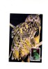 BC61955 Owl Hubou Oiseaux Birds Animaux Animals Maximum Carte Maxima Perfect Shape 2 Scans - Owls