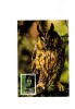 BC61956 Owl Hubou China  Animaux Animals Maximum Carte Maxima Perfect Shape 2 Scans - Owls