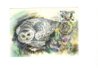 BC61976 Hiboux Owl Animaux Animals Maximum Carte Maxima Perfect Shape 2 Scans - Owls