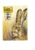 BC61980 Rabbit Lapins  Animaux Animals Maximum Carte Maxima Perfect Shape 2 Scans - Lapins