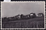 Buchillon Dans Ses Vignes - Vers 1959(-168) - Buchillon