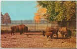 USA, American Bison, Buffalo Zoological Gardens, Buffalo, New York, Unused Postcard [P8490] - Buffalo