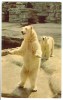 USA, Bears, Maggie And Herman, Buffalo Zoological Gardens, Unused Postcard [P8491] - Bären
