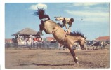 USA, A Typical Rodeo Scene In The West, Terry Buckingham On "High Noon" 1964 Used Postcard [P8520] - Autres & Non Classés