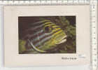 PO3157B# MALDIVE - PESCE TROPICALE  VG 1998 - Maldivas