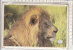 PO3169B# KENYA - MALE LION  VG 1993 - Kenya