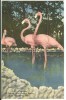 USA, Flamingos At Florida's Wild Animal Ranch, St. Petersburg, Florida, Unused Linen Postcard [P8551] - St Petersburg