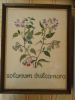 Merklap Op Kaaslinnen "Solanum Dulcamara" - DMC - HANDWERK - Ingekaderd - 25 X 30 Cm - Point De Croix