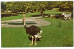 USA, African Veldt, Buffalo Zoological Gardens, Unused Postcard [P8586] - Buffalo