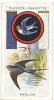 Owl / Boyscout & Girl Guide - Patrol Signs & Emblems / Swallow / Hirondelle Bird Oiseau / IM 39 Players - Player's