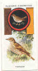 Owl / Boyscout & Girl Guide - Patrol Signs & Emblems / Thrush / Grive Bird Oiseau / IM 39 Players - Player's