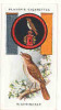 Owl / Boyscout & Girl Guide - Patrol Signs & Emblems / Nightingale / Rossignol Bird Oiseau / IM 39 Players - Player's