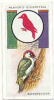 Owl / Boyscout & Girl Guide - Patrol Signs & Emblems / Woodpecker / Pivert Bird Oiseau / IM 39 Players - Player's