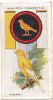 Owl / Boyscout & Girl Guide - Patrol Signs & Emblems / Canary / Canari / Vanneau Bird Oiseau / IM 39 Players - Player's
