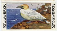 Stollwerck - Règne Animal– 3.4 (FR) – Le Fou De Bassan, Sula, Morus, Gannet, Jan-van-gent - Stollwerck