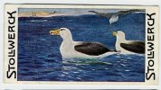 Stollwerck - Règne Animal– 3.6 (FR) – L’Albatros Hurieur, Diomedea, Wandering Albatross, Reuzenalbatro - Stollwerck