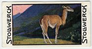 Stollwerck - Règne Animal– 4.1 (FR) – La Vigogne, Vicugna, Vicuña, Lama - Stollwerck