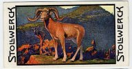 Stollwerck - Règne Animal– 4.2 (FR) – L’Argali, Ovis - Stollwerck