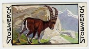 Stollwerck - Règne Animal– 4.3 (FR) – Le Bouquetin, Capra, Alpine Ibex, Alpensteenbok  - Stollwerck