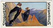 Stollwerck - Règne Animal– 4.5 (NL) – Condor, Vultur, Vulture - Stollwerck