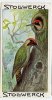 Stollwerck - Règne Animal - 7.4 (NL) – Groene Specht, Picus,  Green Woodpecker, Pic Vert - Stollwerck