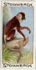 Stollwerck - Règne Animal – 8.3 (FR) – Nasique, Nasalis, Proboscis Monkey, Neusaap - Stollwerck