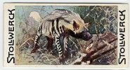 Stollwerck - Règne Animal – 9.2 (FR) – Hyènes, Hyenas, Hyena's   - Stollwerck