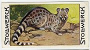 Stollwerck - Règne Animal – 9.4 (FR) – Genettes, Genetta, Genet, Genetkat  - Stollwerck