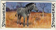 Stollwerck - Règne Animal – 10.3 (FR) – Zèbre, Zebra - Stollwerck