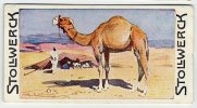 Stollwerck - Règne Animal – 11.1 (FR) – Dromedaire, Camelus, Dromedarus, Dromedary  - Stollwerck