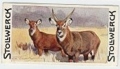 Stollwerck - Règne Animal – 11.5 (NL) – Waterbok, Kobus, Cobe à Croissant, Waterbuck, Antilope Sing-sing - Stollwerck