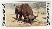Stollwerck - Règne Animal – 11.6 (FR) – Le Buffle Du Cap, Buffelus, Syncerus, Kafferbuffel, African Buffalo - Stollwerck
