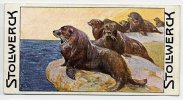 Stollwerck - Règne Animal – 12.6 (FR) – L’Arctocéphale, Seal, Zeehond, Otarie, Phoques   - Stollwerck