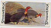 Stollwerck - Règne Animal – 14.2 (DA) – Tallegallahöner,  Brushturkey, Talegalla, Boskalkoen - Stollwerck