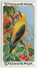 Stollwerck - Règne Animal – 19.6 (NL) – Wielewaal, Oriolus, Golden Oriole, Loriot D'Europe - Stollwerck