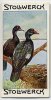 Stollwerck - Règne Animal – 20.4 (NL) – Muskuseend, Cairina,  Muscovy Duck, Canard De Barbarie  - Stollwerck