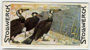 Stollwerck - Règne Animal – 21.1 (NL) – Aalscholver, Phalacrocorax, Cormorant, Cormoran - Stollwerck
