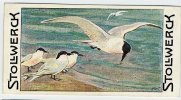 Stollwerck - Règne Animal – 21.3 (FR) - Sterne Caugek, Sandwich Tern, Thalasseus, Sterna, Stern - Stollwerck