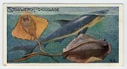 Stollwerck - Règne Animal – 22.5 (FR) – Requins, Raies, Rog, Rays, Shark, Haai - Stollwerck