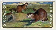 Stollwerck - Règne Animal - 25.2 (FR) – Cynomys Social, Chiens De Prairie, Prairiehonden, Prairie Dogs  - Stollwerck