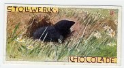 Stollwerck - Règne Animal – 27.4 (FR) – Taupe, Talpa, Mol, Moles  - Stollwerck