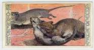 Stollwerck - Règne Animal – 28.2 (FR) – Rat Surmulot, Rattus, Brown Rat  - Stollwerck