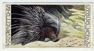 Stollwerck - Règne Animal – 28.3 (FR) – Porc-épic, Porcupines, Hystrix, Stekelvarken  - Stollwerck