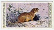 Stollwerck - Règne Animal – 28.5 (FR) – Spermophile, Spermophilus, Sousliks,  ground Squirrels, Sciurid - Stollwerck