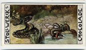 Stollwerck - Règne Animal – 33.4 (FR) – Vipère, Couleuvre à Collier, Serpents, Slangen, Snakes - Stollwerck